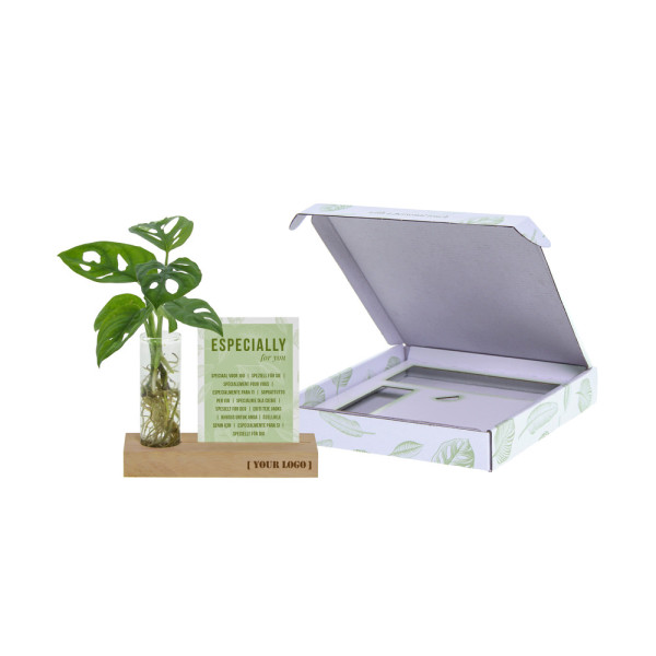 Hydroponic plants - Cardholder & tube